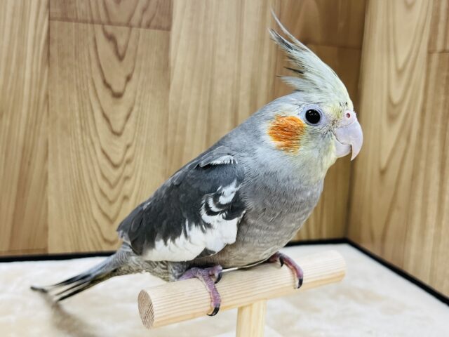 オカメインコ