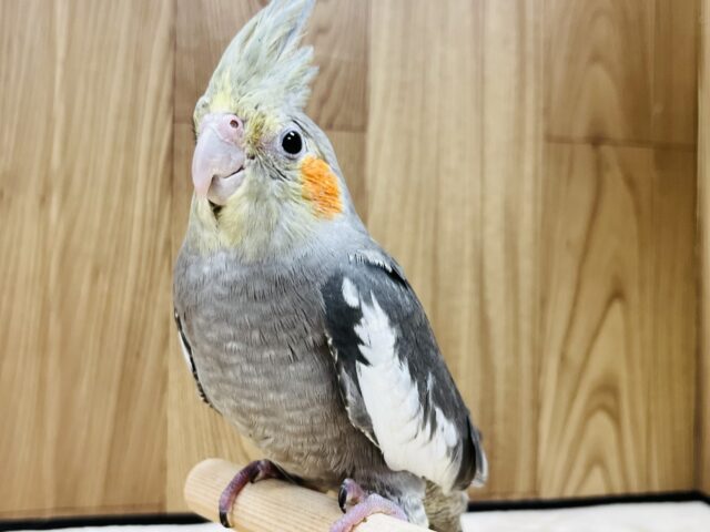 オカメインコ