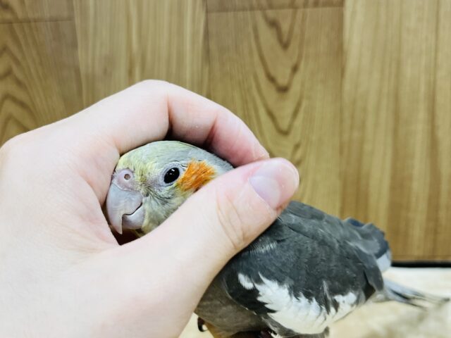 オカメインコ