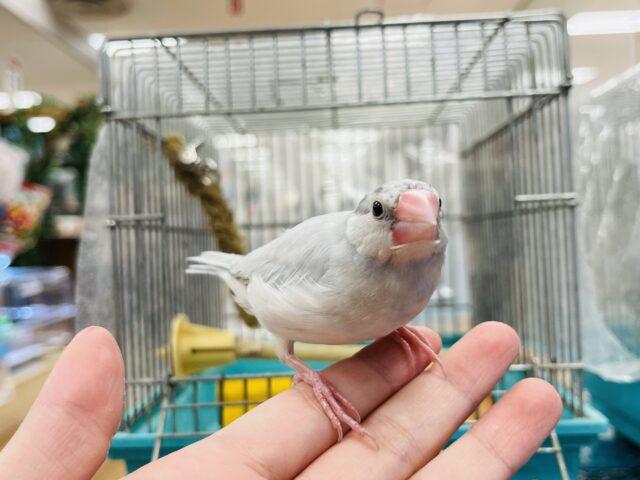 シルバー文鳥