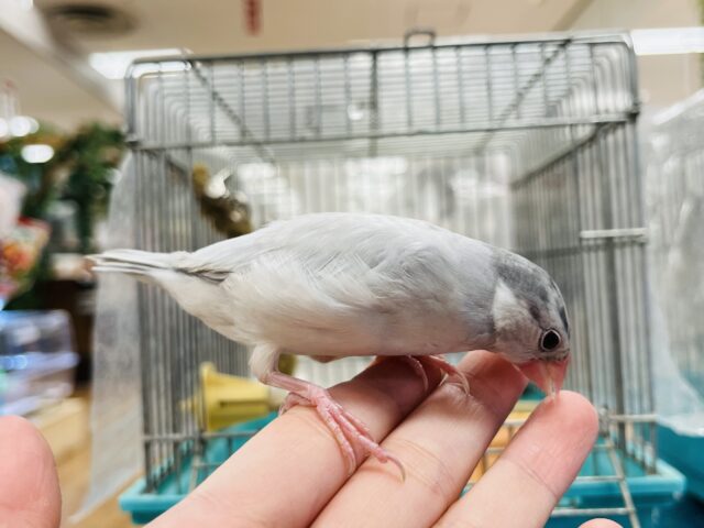 シルバー文鳥