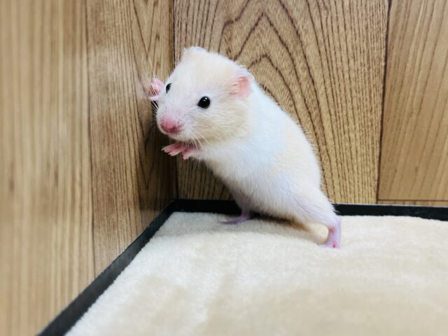 ゴールデンハムスター