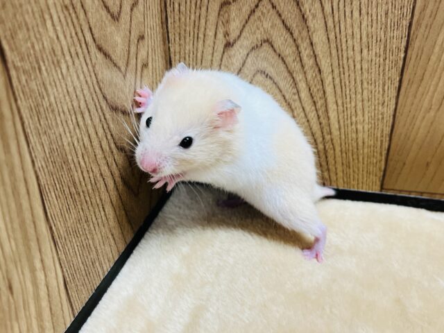 ゴールデンハムスター