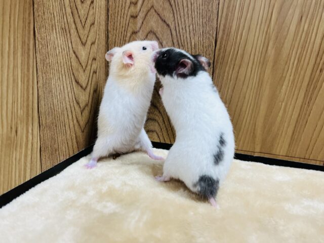 ゴールデンハムスター