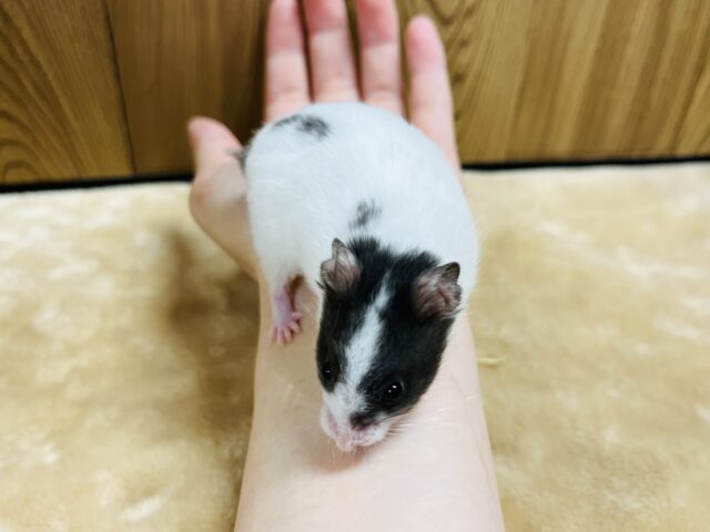 ゴールデンハムスター