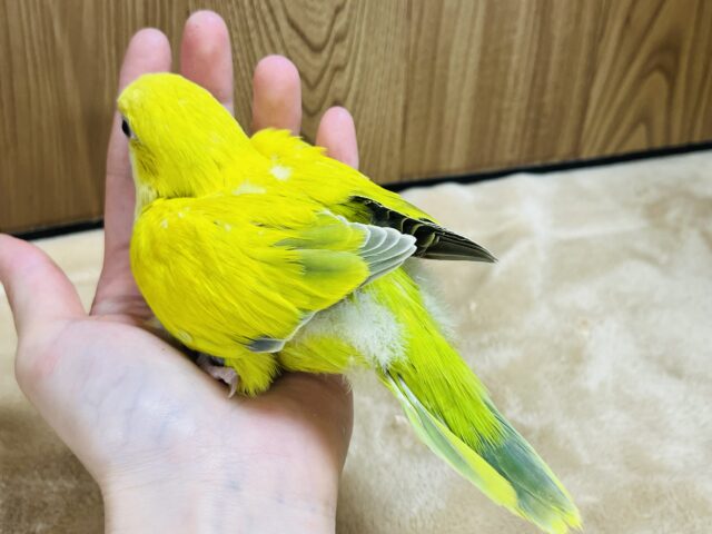 オキナインコ