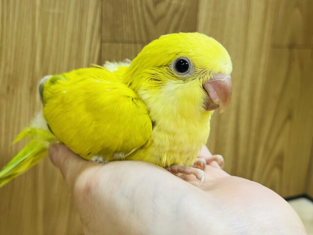オキナインコ