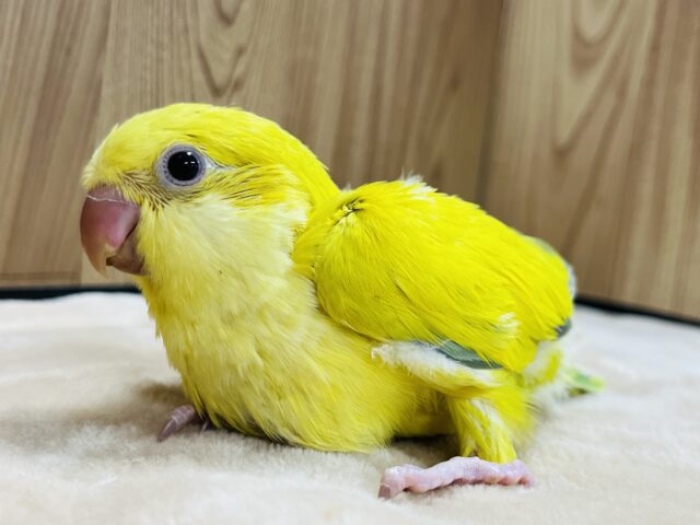 オキナインコ