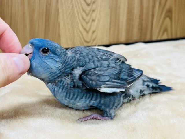 サザナミインコ