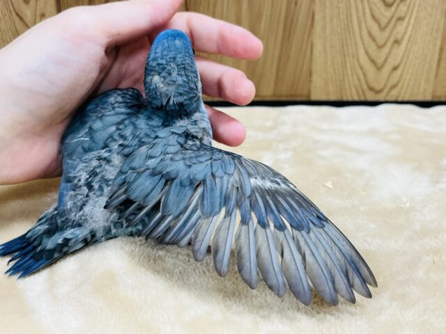 サザナミインコ