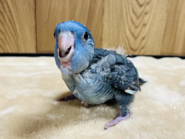 サザナミインコ