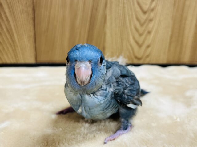 サザナミインコ