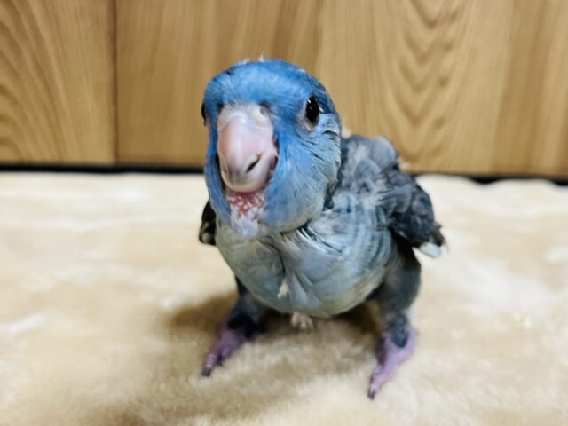 サザナミインコ