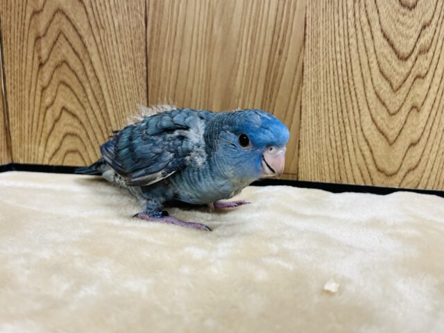 サザナミインコ