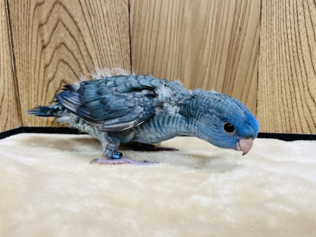 サザナミインコ