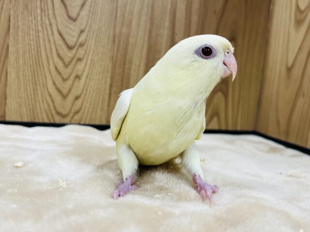サザナミインコ