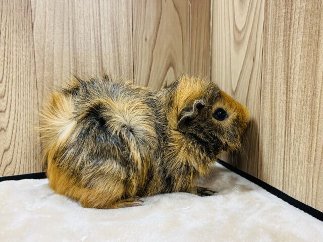 アビシニアンモルモット