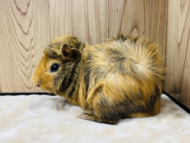 アビシニアンモルモット