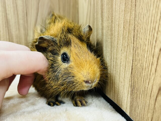 アビシニアンモルモット