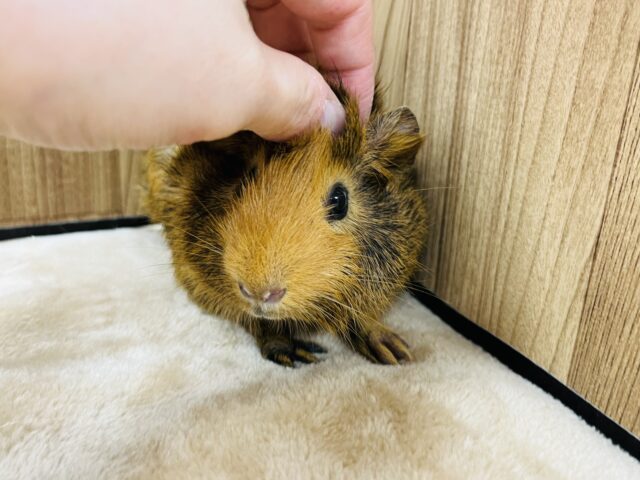 アビシニアンモルモット