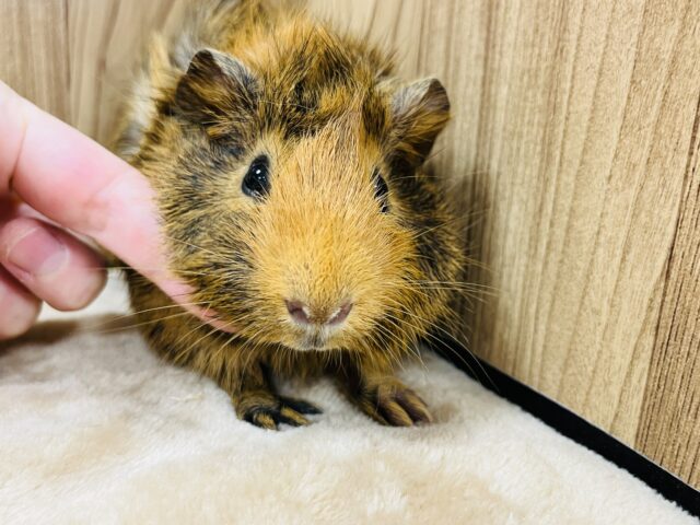 アビシニアンモルモット