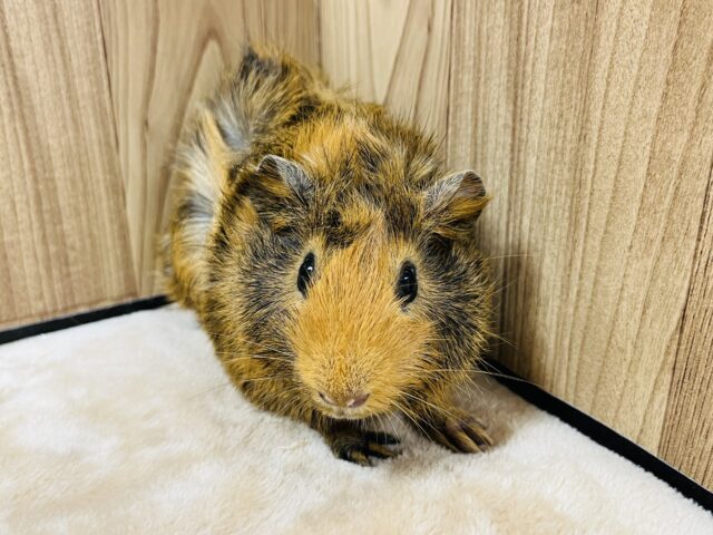 アビシニアンモルモット