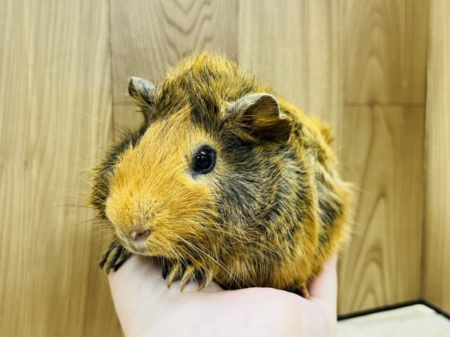 アビシニアンモルモット