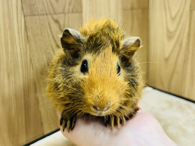 アビシニアンモルモット