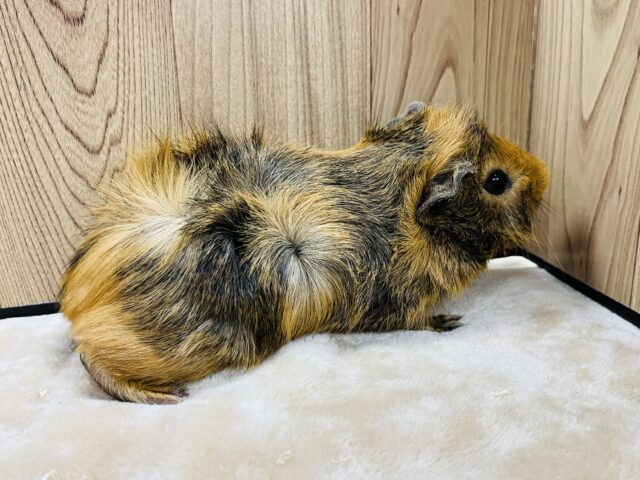 アビシニアンモルモット