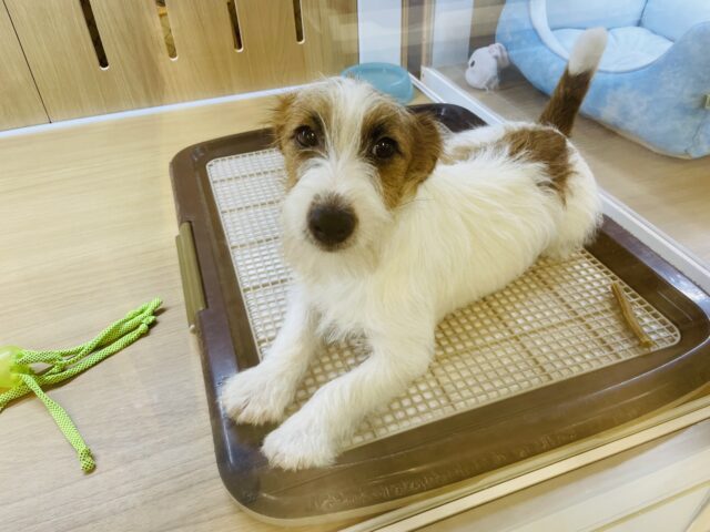 ジャックラッセルテリア