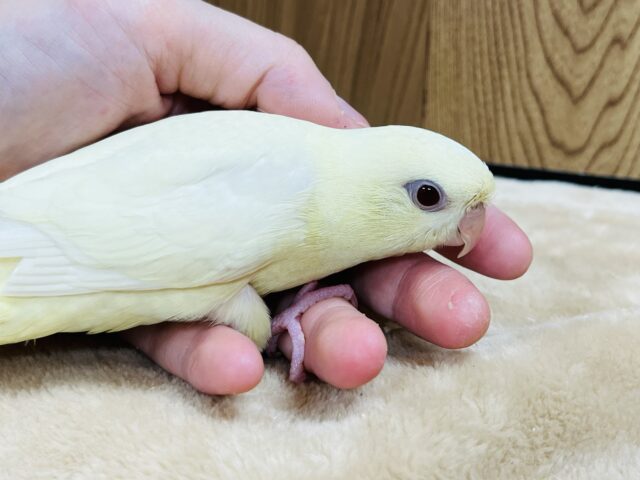 サザナミインコ