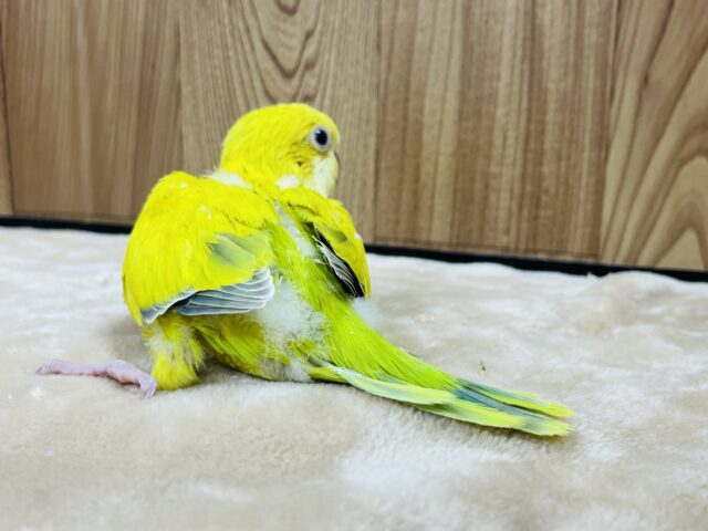 オキナインコ