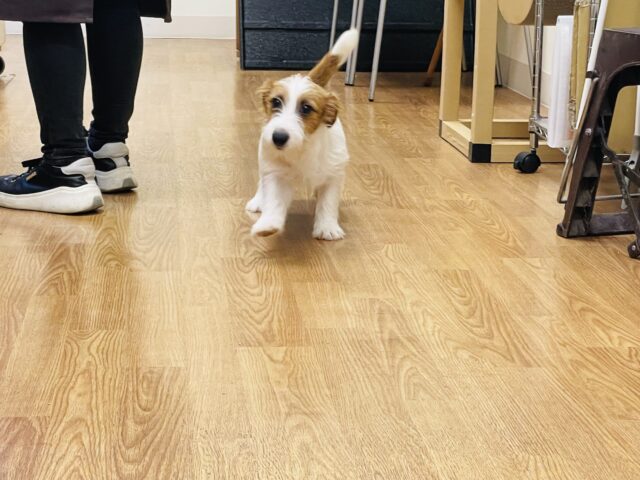 ジャックラッセルテリア