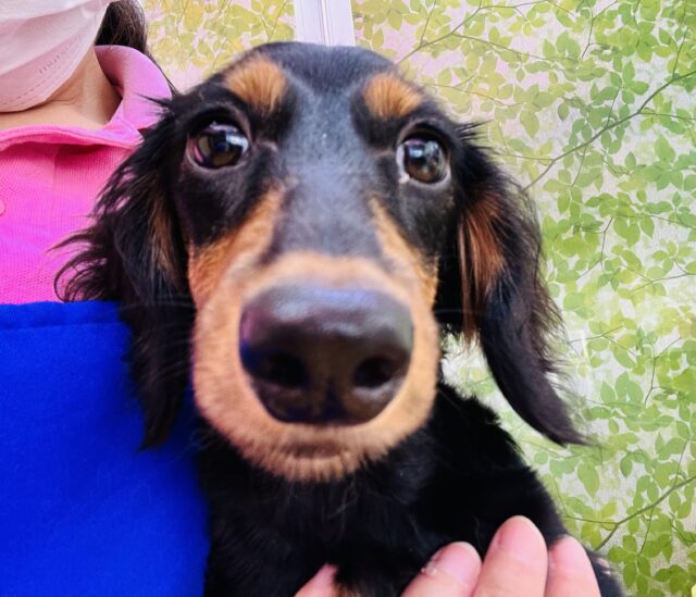 ミニチュアダックス