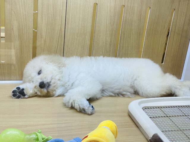 スタンダードプードル