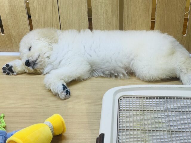 スタンダードプードル