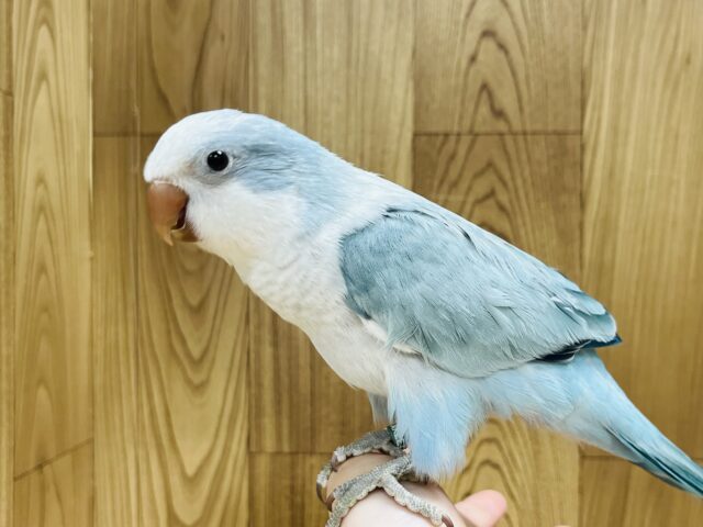 オキナインコ