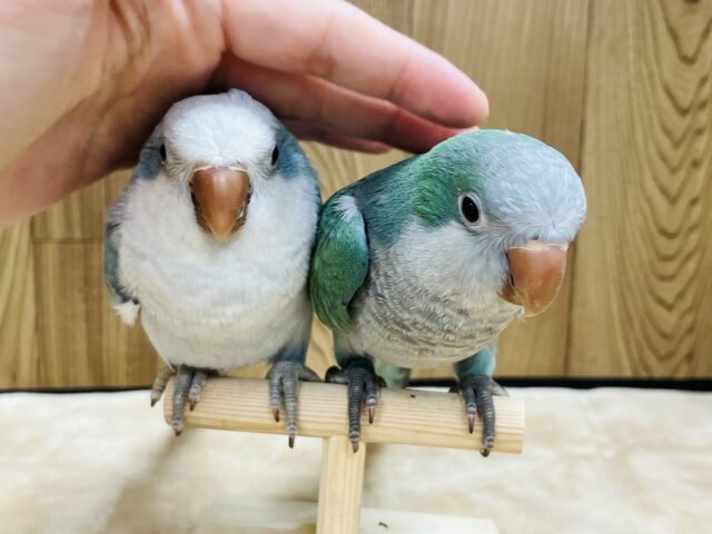 オキナインコ