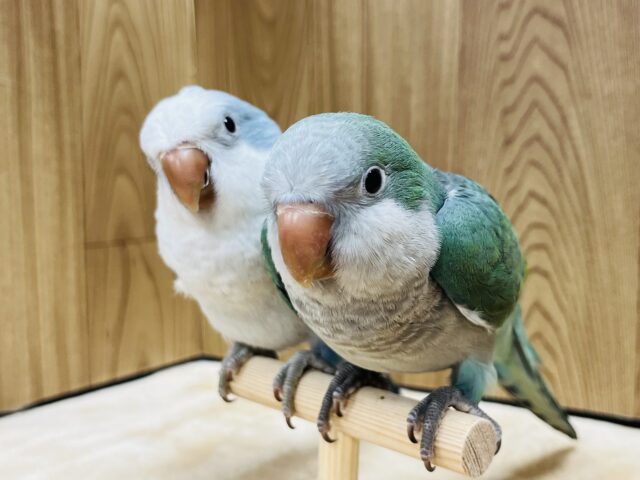 オキナインコ