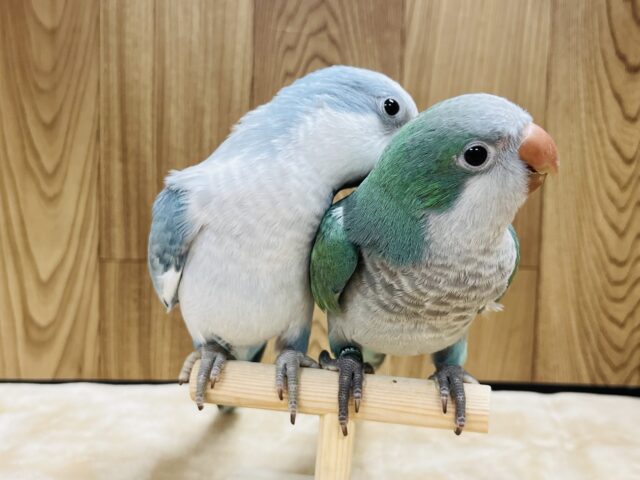 オキナインコ