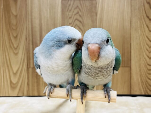 オキナインコ