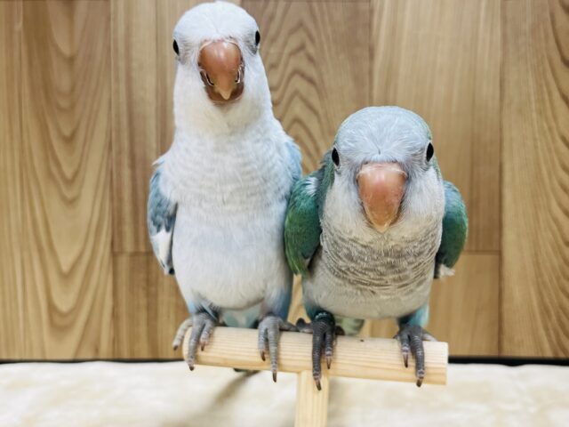 オキナインコ