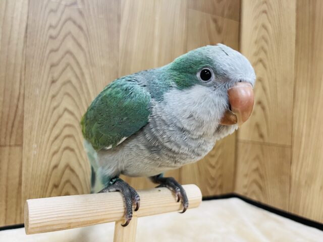 オキナインコ