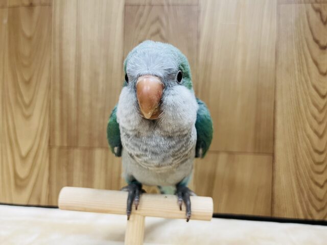 オキナインコ
