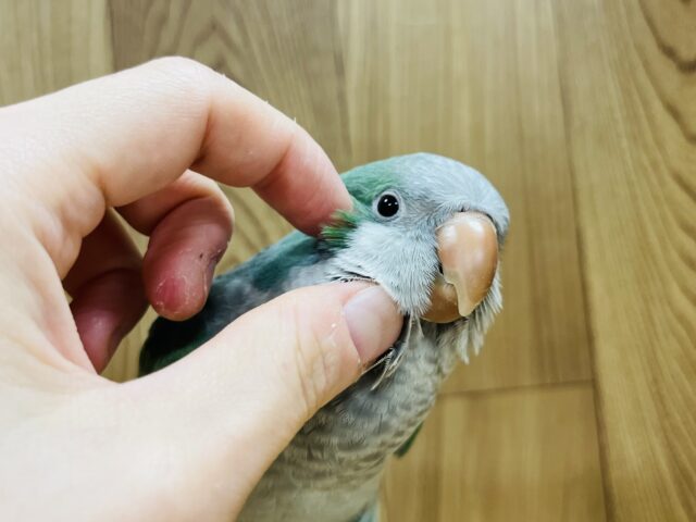 オキナインコ