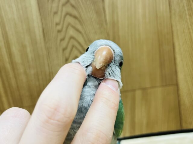 オキナインコ