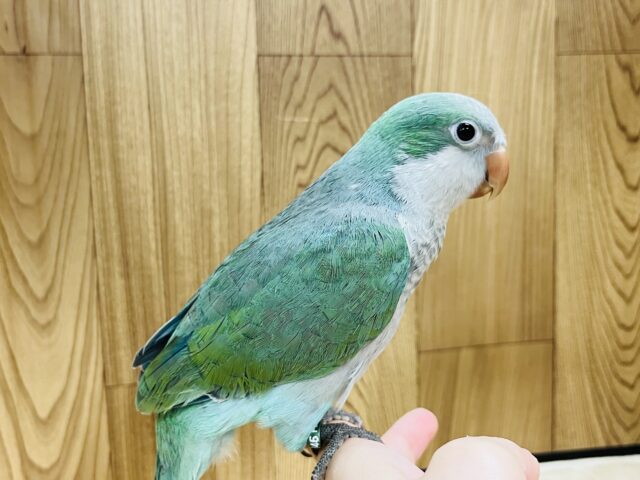 オキナインコ
