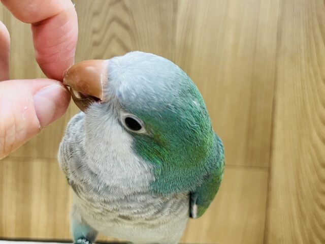 オキナインコ