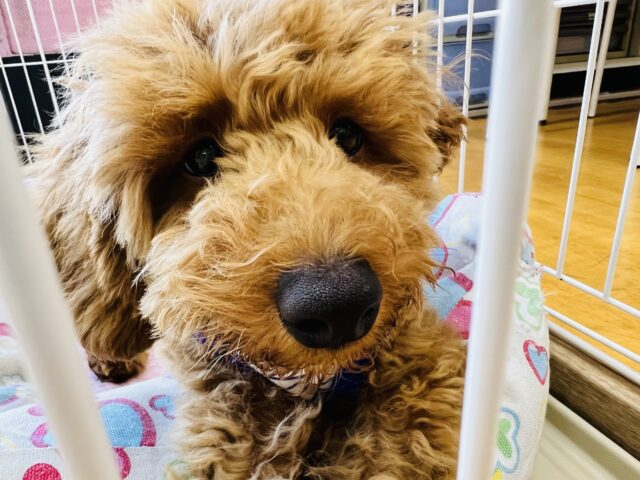 トイプードル
