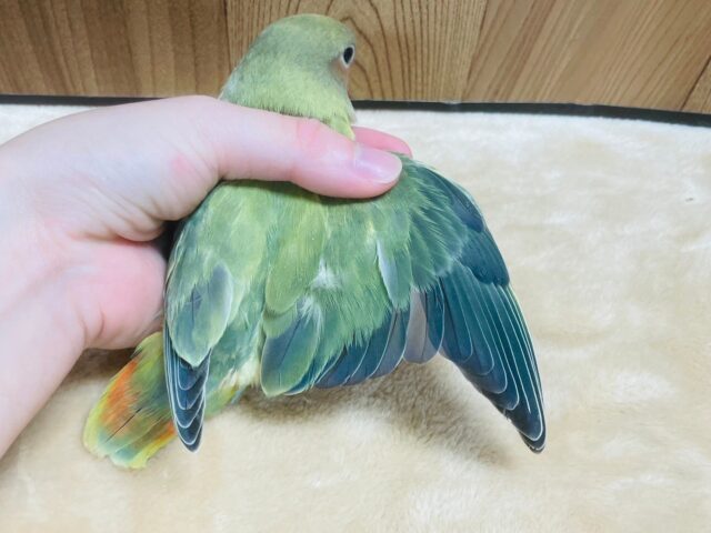 コザクラインコ（小桜インコ）
